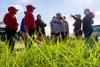 Rutgers students await planting instructions for the shoreline at Elmer's Island, Louisiana.